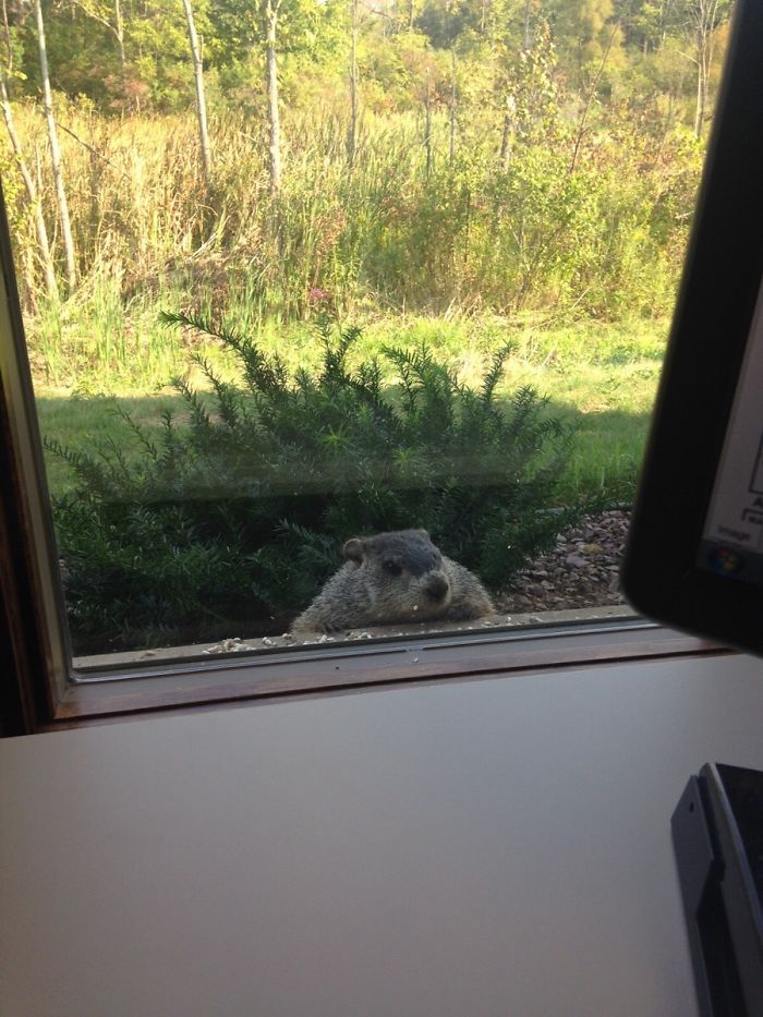 A Disgruntled Customer Has Been Staring At My Mom Through Her Office Window Because The Bird Feeder Is Empty