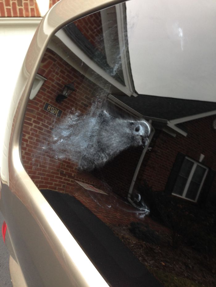 Silly Bird Hit My Car Yesterday. It Flew Away But May Have Left Its Soul Behind