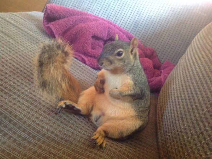 My Pet Squirrel