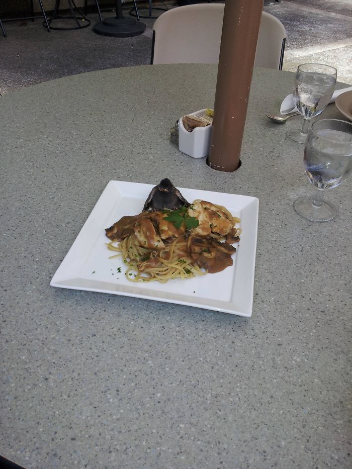 Baby Bird Landed In One Of My Customers' Chicken Marsala