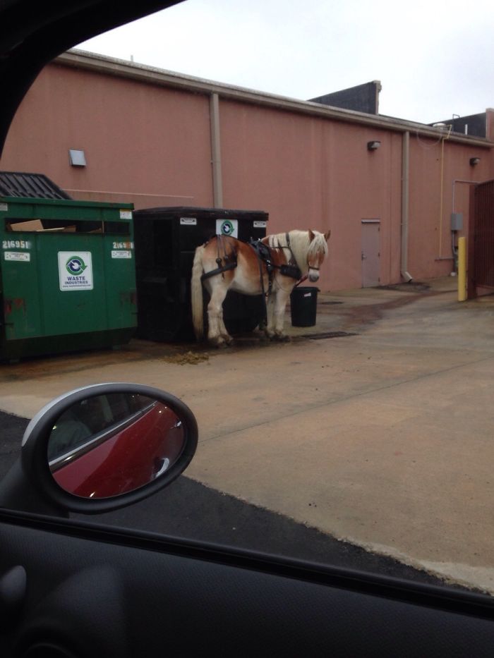 Someone Threw Out A Perfectly Good Horse