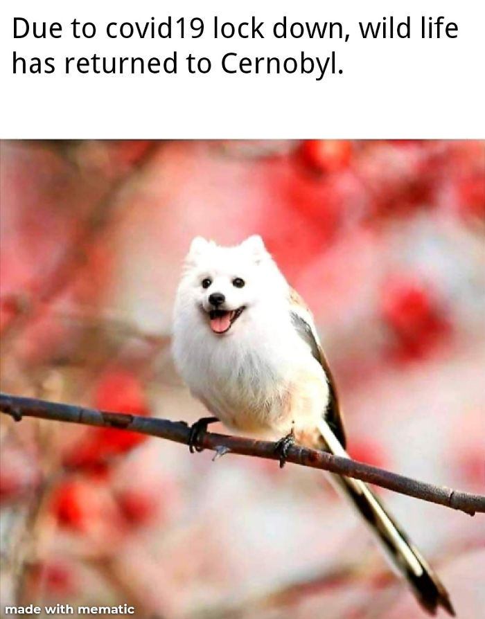 Funny-Coronavirus-Covid-19-Jokes