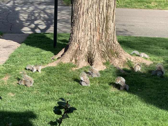 There’s A Squirrel Convention On My Front Lawn