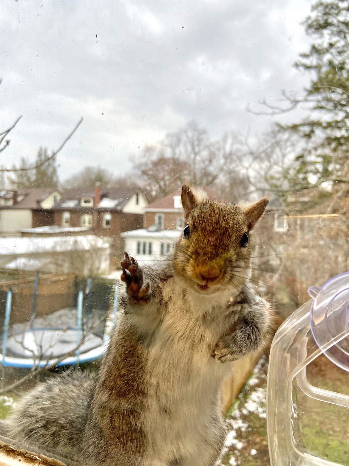 This Little Guy Always Visits My Window. He Knows How To Pose