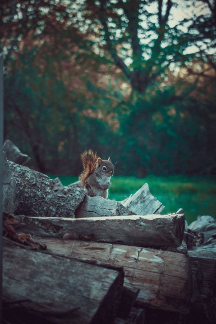 Saw This Shy Little Baby In My Backyard