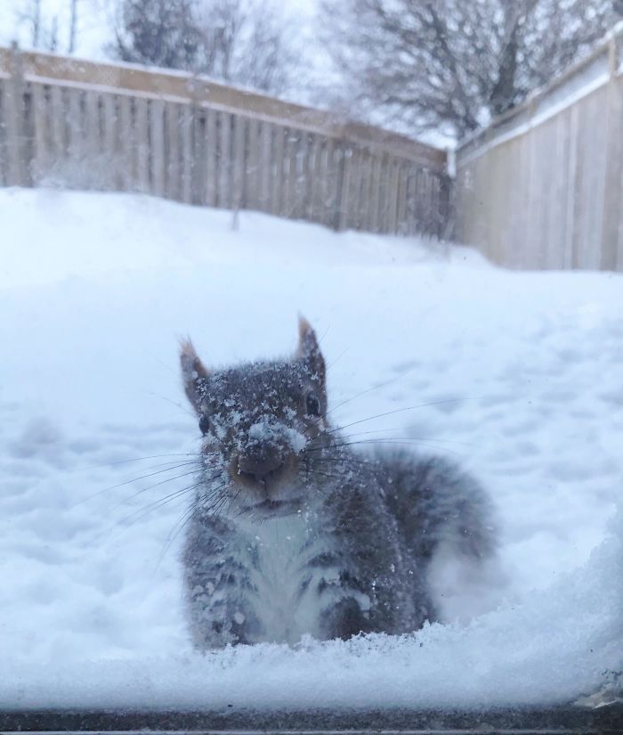 He Snowplowed His Way Here This Morning And Definitely Got Extra Treats
