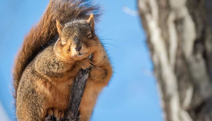 I Found A Fox Squirrel In The Forest Yesterday