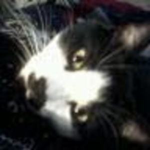 valriewhittle avatar