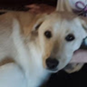 allisonchambers_1 avatar