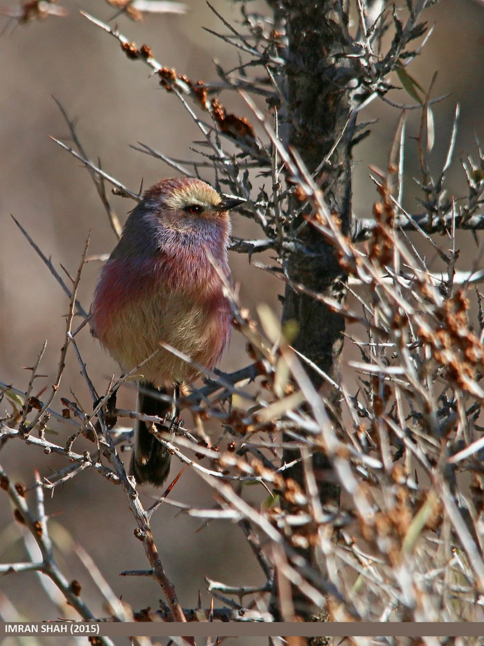 This Rainbow Bird Is Called The White-Browed Tit-Warbler And That Might Be The Silliest Name You've Heard This Rainbow Bird Is Called The White-Browed Tit-Warbler And That Might Be The Silliest Name You've Heard