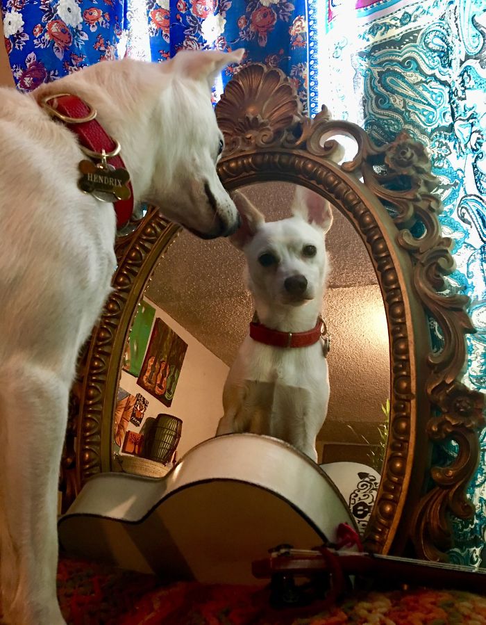 Looking In The Mirror