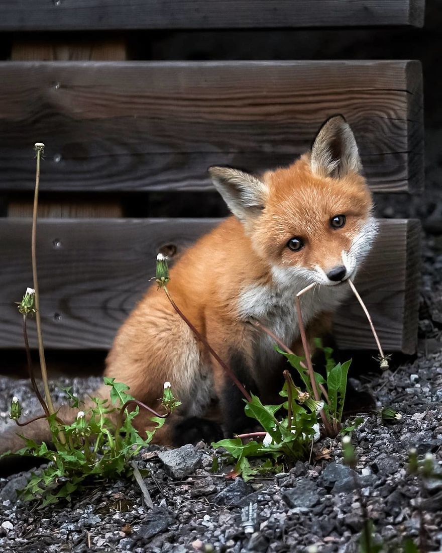 A Finnish Photographer Takes Adorable Photos Of Baby Animals That Would Melt Your Heart