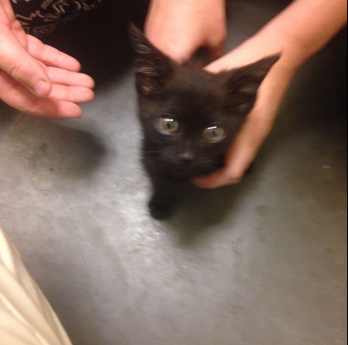 Neko At 7 1/2 Weeks Old