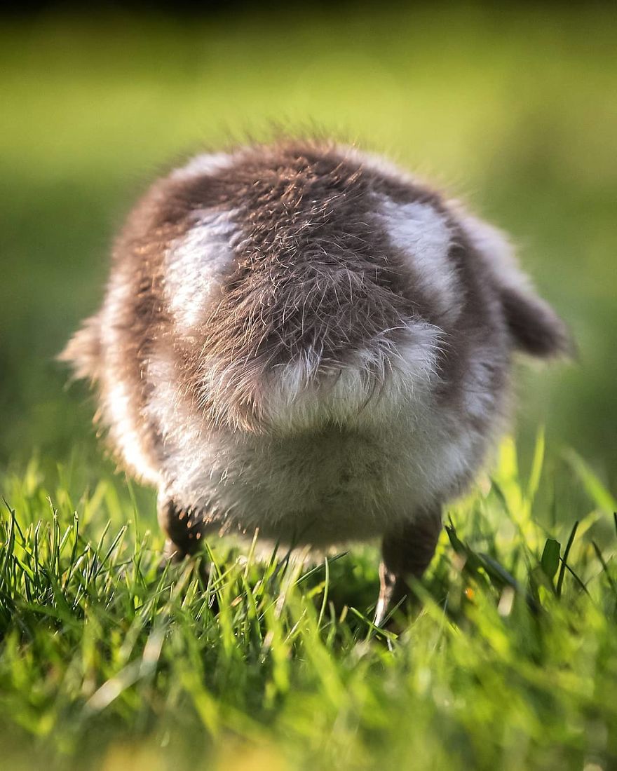 A Finnish Photographer Takes Adorable Photos Of Baby Animals That Would Melt Your Heart