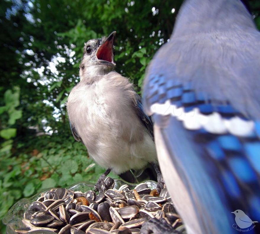 Woman Puts "Camera Trap" In Her Backyard And Gets Amazing Shots Of Birds And Other Animals (New Pics)