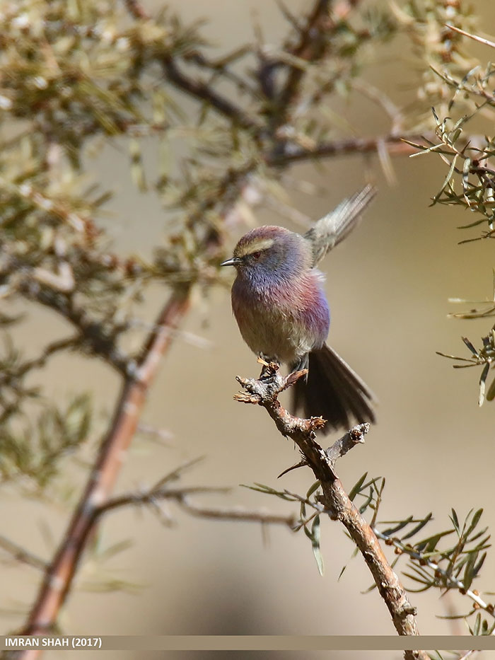 This Rainbow Bird Is Called The White-Browed Tit-Warbler And That Might Be The Silliest Name You've Heard This Rainbow Bird Is Called The White-Browed Tit-Warbler And That Might Be The Silliest Name You've Heard