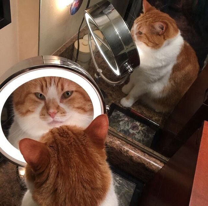 It Looks Like It Nailed A Job Interview