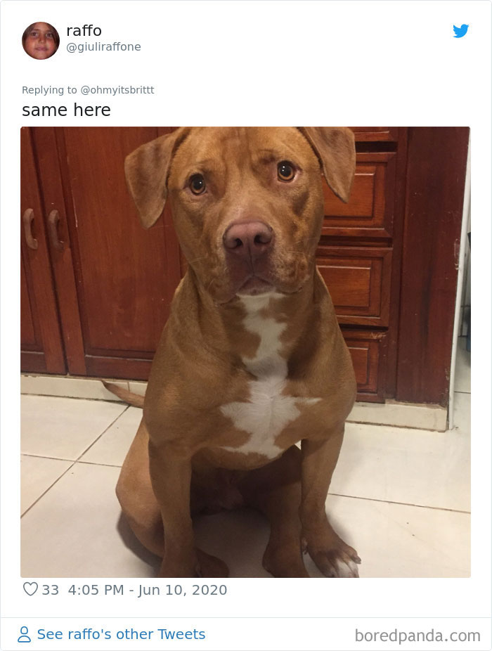 Werid-Sitting-Poses-Pets-Photo