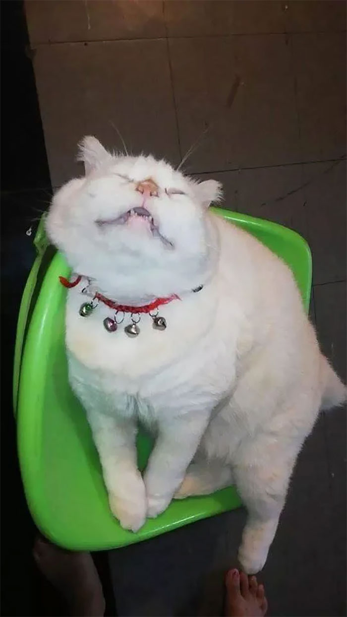 Angry-Looking Cat Supervises Watermelons In Thailand And Is Loved By The Community