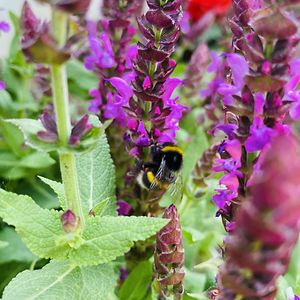 michellecooke avatar