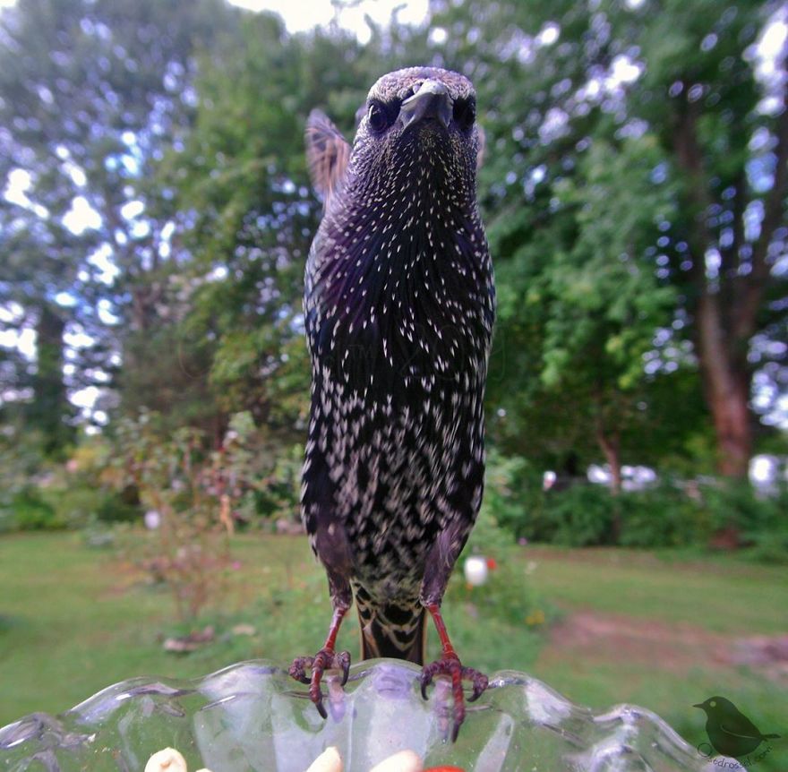 Woman Puts "Camera Trap" In Her Backyard And Gets Amazing Shots Of Birds And Other Animals (New Pics)