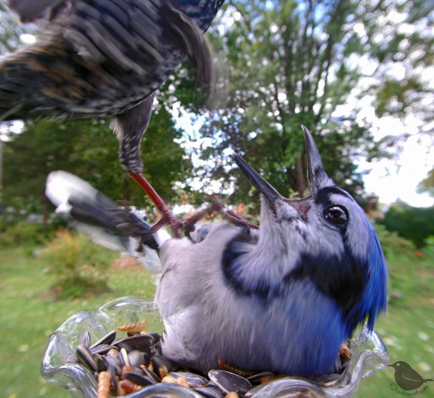 Woman Puts "Camera Trap" In Her Backyard And Gets Amazing Shots Of Birds And Other Animals (New Pics)