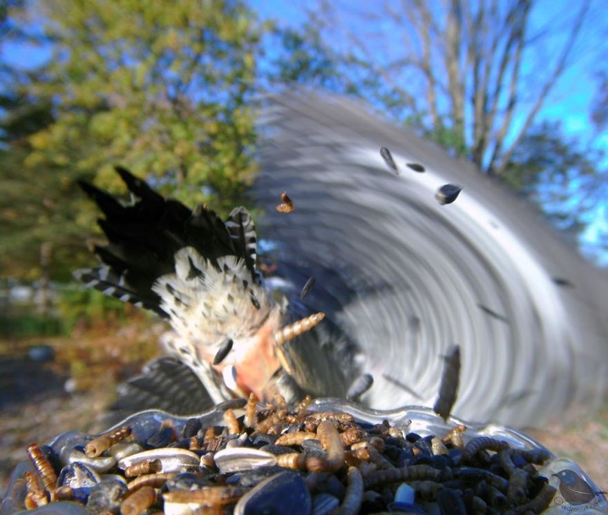 Woman Puts "Camera Trap" In Her Backyard And Gets Amazing Shots Of Birds And Other Animals (New Pics)