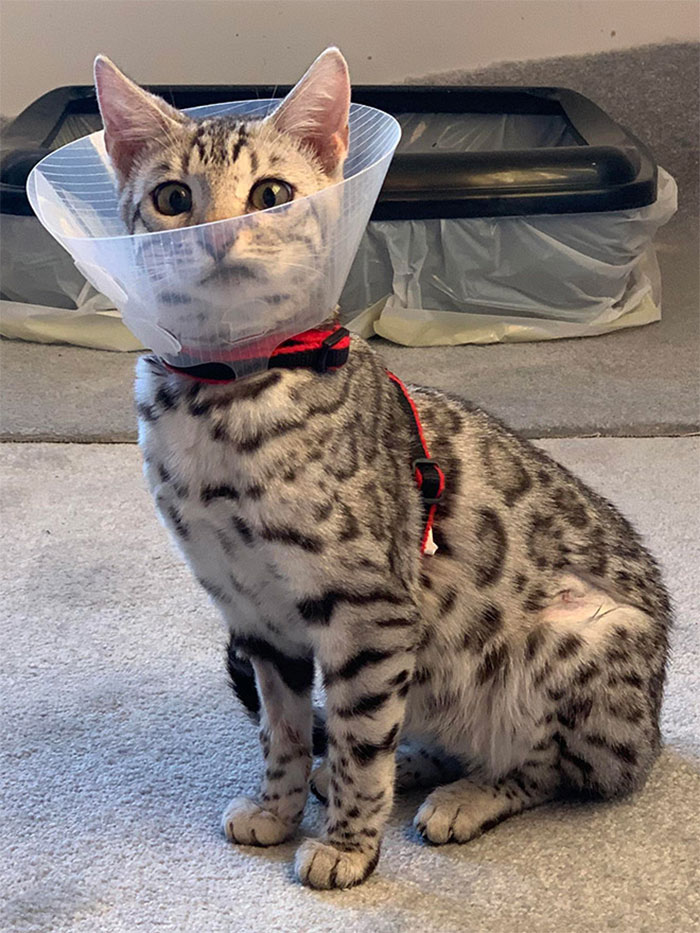 Funny-Pets-With-Cones