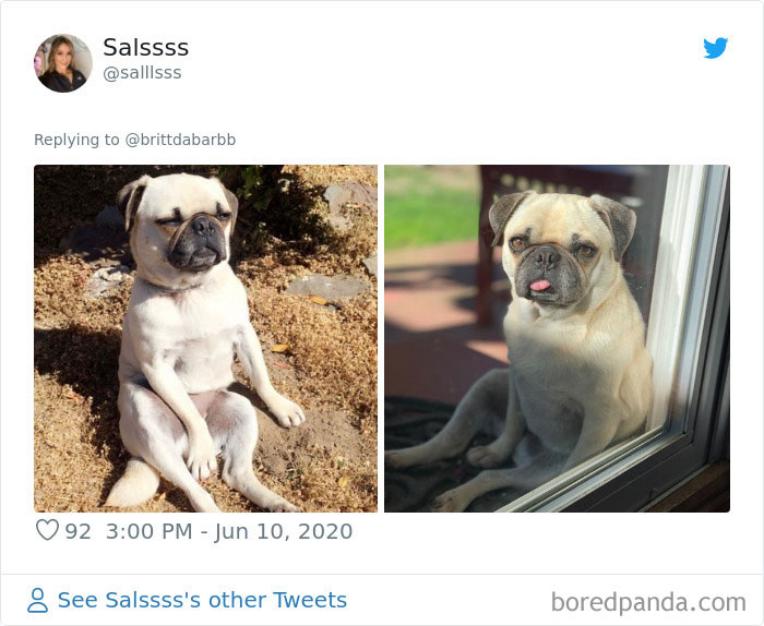 Werid-Sitting-Poses-Pets-Photo