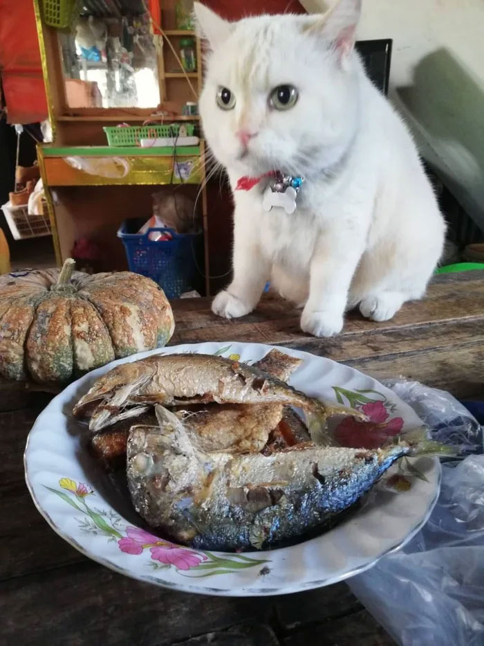Angry-Looking Cat Supervises Watermelons In Thailand And Is Loved By The Community Angry-Looking Cat Supervises Watermelons In Thailand And Is Loved By The Community