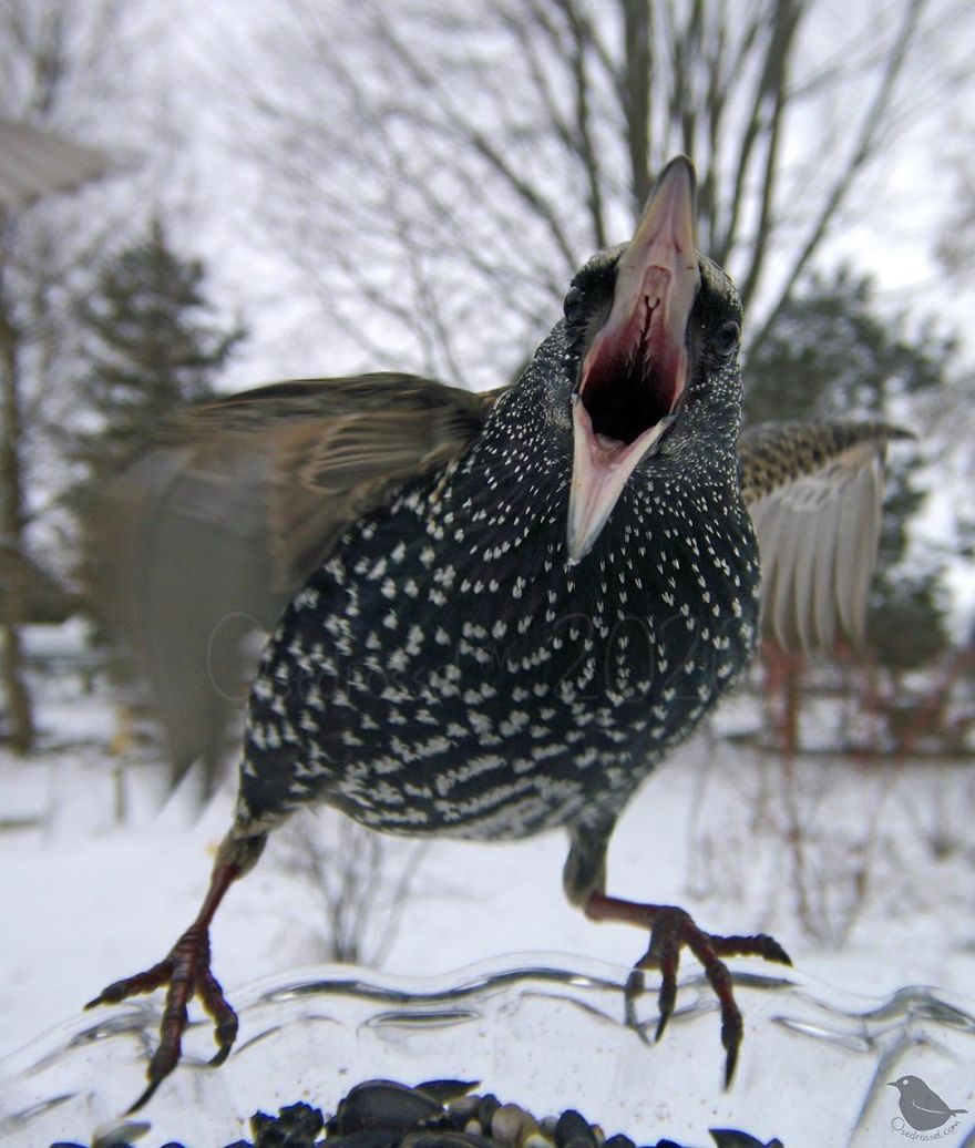 Woman Puts "Camera Trap" In Her Backyard And Gets Amazing Shots Of Birds And Other Animals (New Pics)