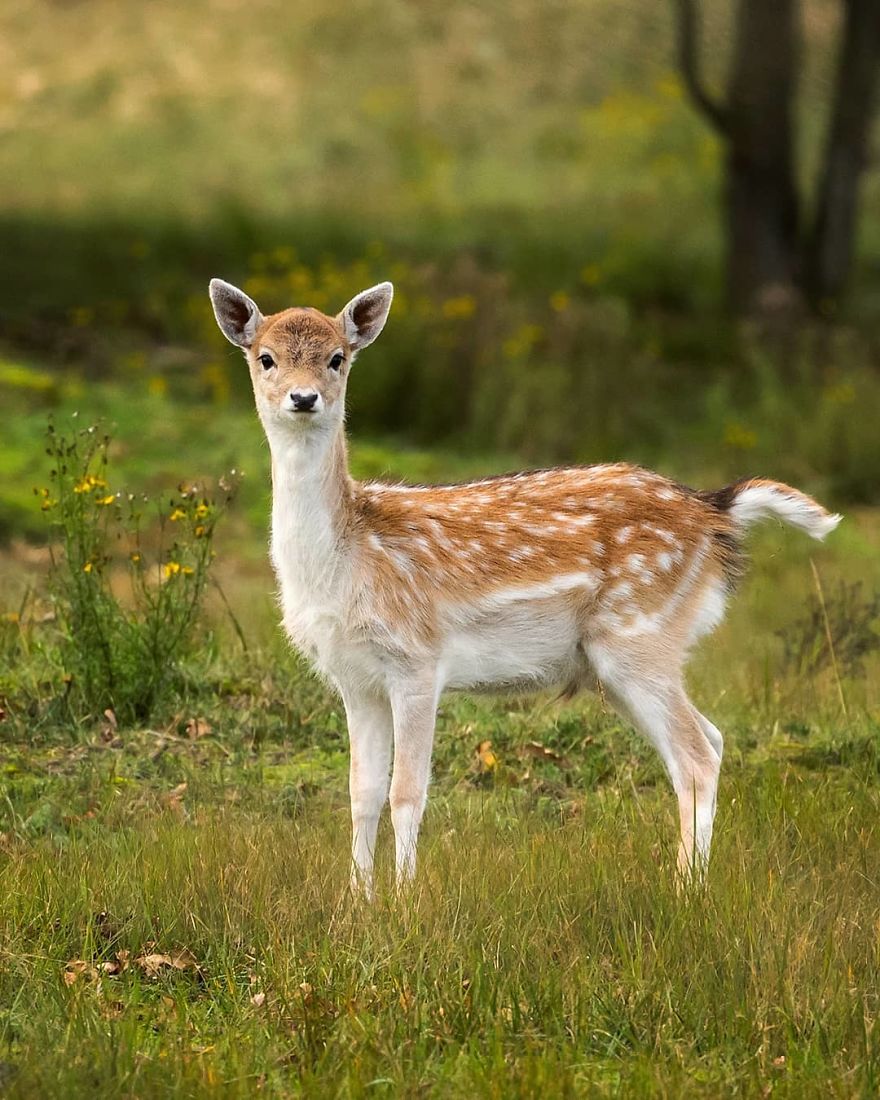 A Finnish Photographer Takes Adorable Photos Of Baby Animals That Would Melt Your Heart