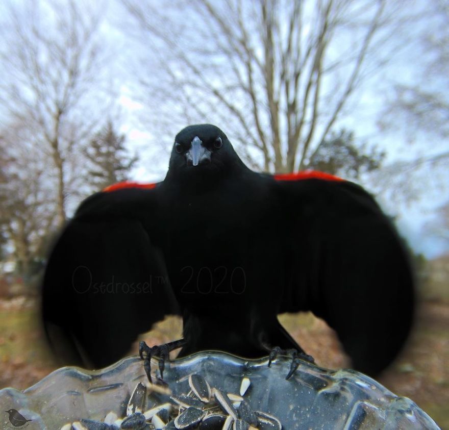 Woman Puts "Camera Trap" In Her Backyard And Gets Amazing Shots Of Birds And Other Animals (New Pics)