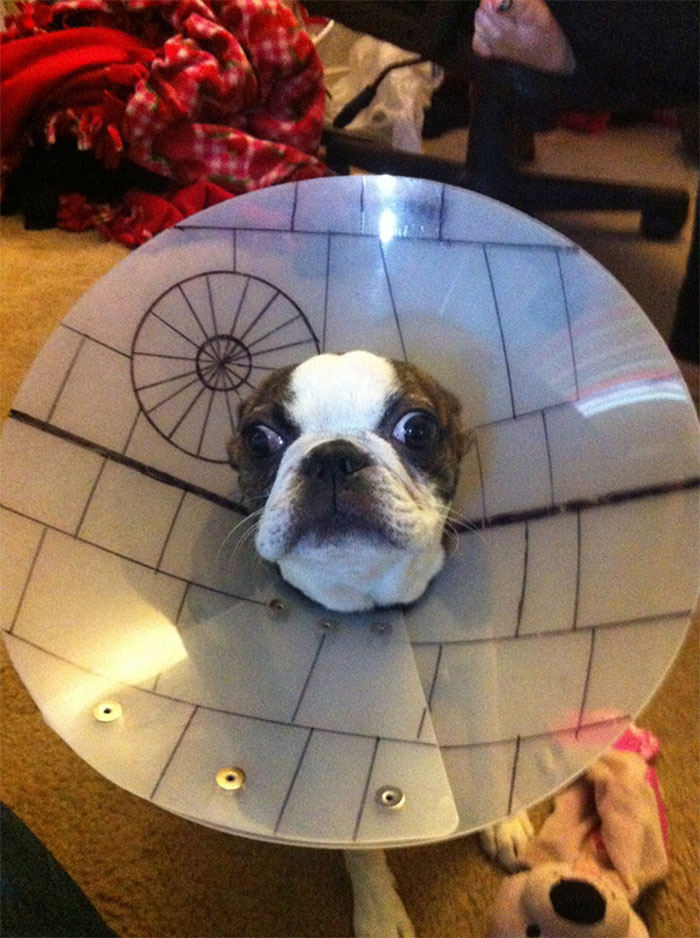 Funny-Pets-With-Cones
