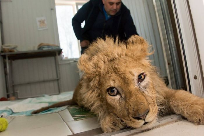 Rescuers Save Baby Lion Who Had His Legs Broken To Take Pictures With Tourists Rescuers Save Baby Lion Who Had His Legs Broken To Take Pictures With Tourists
