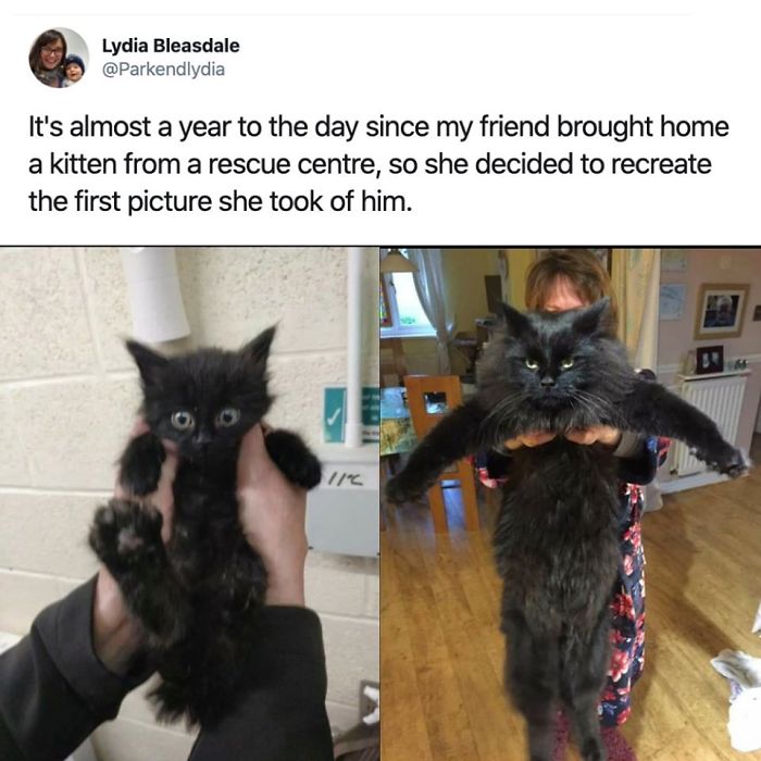 Hey Cool Kitten And Big Cat