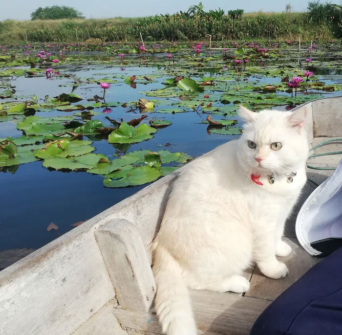 Angry-Looking Cat Supervises Watermelons In Thailand And Is Loved By The Community Angry-Looking Cat Supervises Watermelons In Thailand And Is Loved By The Community