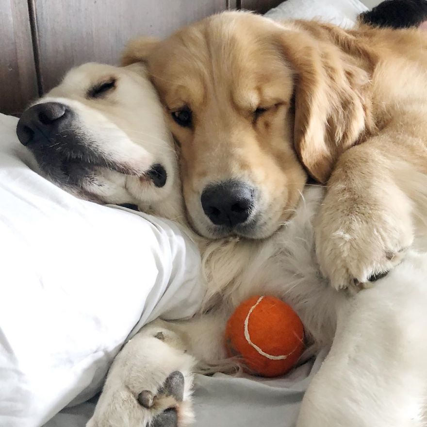 These Adorable Dogs Love Using Each Other As Pillows (26 Pics)
