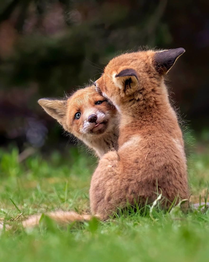 A Finnish Photographer Takes Adorable Photos Of Baby Animals That Would Melt Your Heart