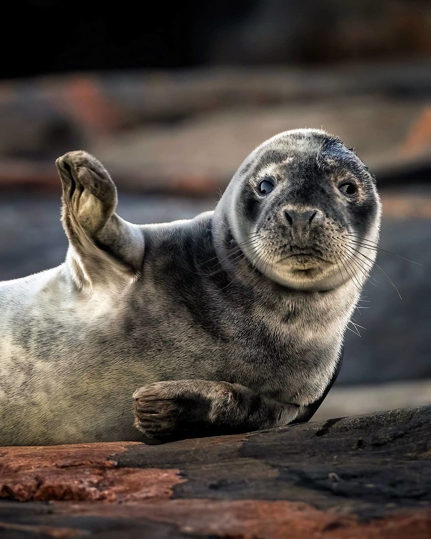 A Finnish Photographer Takes Adorable Photos Of Baby Animals That Would Melt Your Heart
