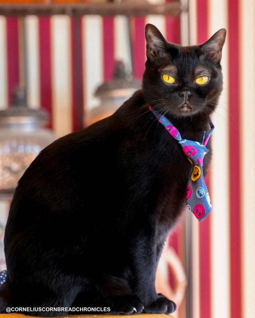 Meet Cornelius Cornbread, The Adorable Kitten With White Eyebrows (19 Pics)