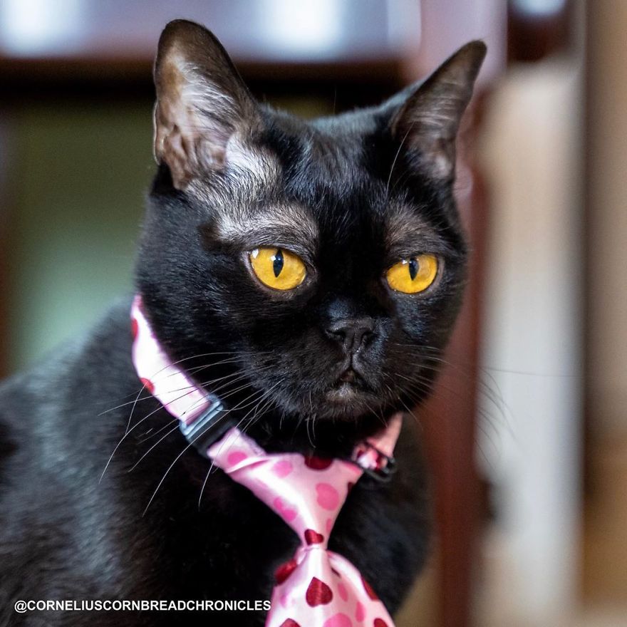 Meet Cornelius Cornbread, The Adorable Kitten With White Eyebrows (19 Pics)