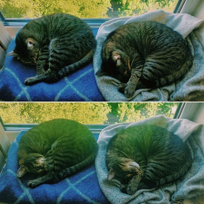 My Cats Aren't Related But They're Twins For Sure