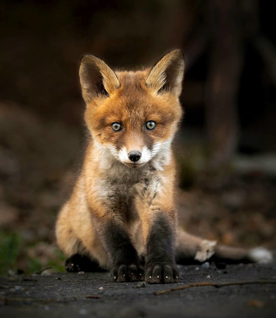 A Finnish Photographer Takes Adorable Photos Of Baby Animals That Would Melt Your Heart
