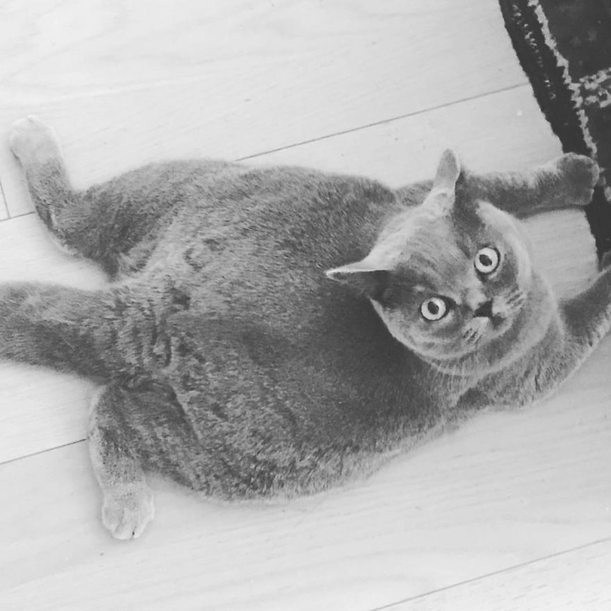 This Chonky-Looking Cat Was About To Be Put Down Because Of Her Condition, Got Rescued By The Vet