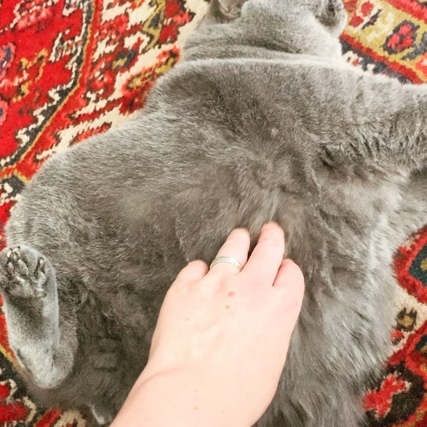 This Chonky-Looking Cat Was About To Be Put Down Because Of Her Condition, Got Rescued By The Vet This Chonky-Looking Cat Was About To Be Put Down Because Of Her Condition, Got Rescued By The Vet