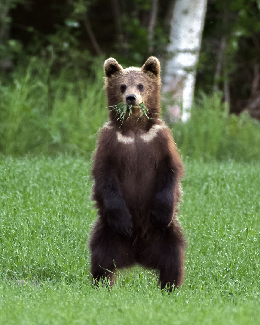 A Finnish Photographer Takes Adorable Photos Of Baby Animals That Would Melt Your Heart
