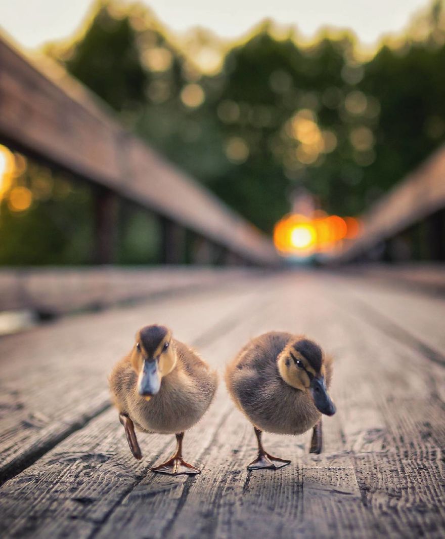 A Finnish Photographer Takes Adorable Photos Of Baby Animals That Would Melt Your Heart