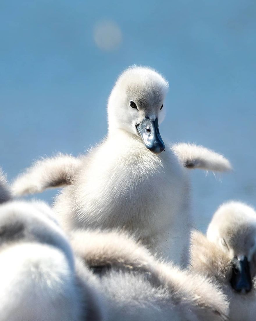 A Finnish Photographer Takes Adorable Photos Of Baby Animals That Would Melt Your Heart