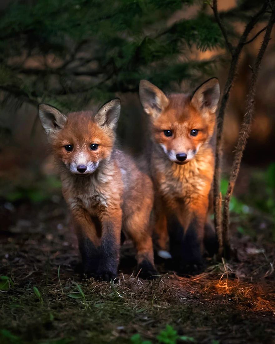 A Finnish Photographer Takes Adorable Photos Of Baby Animals That Would Melt Your Heart